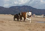 AMSTAFF  ADULT & PUPPIES 048